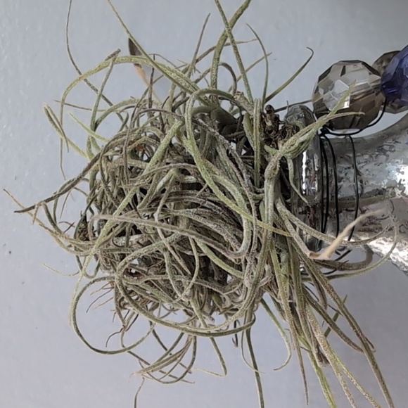 Air Plant Display - Picture 4 of 4